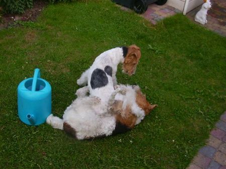 Foxterrier Drahthaar Zusammen spielen als mutter und Tochter !