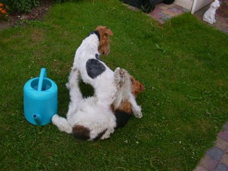 Foxterrier Drahthaar Mutter Timmie und Tochter Daisy !