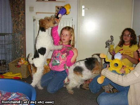 Foxterrier Drahthaar Mit kinder spielen ist das schonste was es gibt !