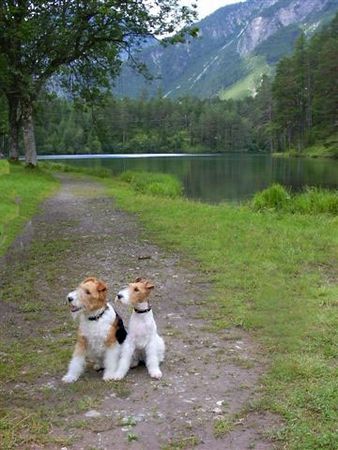 Foxterrier Drahthaar Die Fensteinsteinsee in Ossterreich ist sehr schon ! Timmie en Daisy