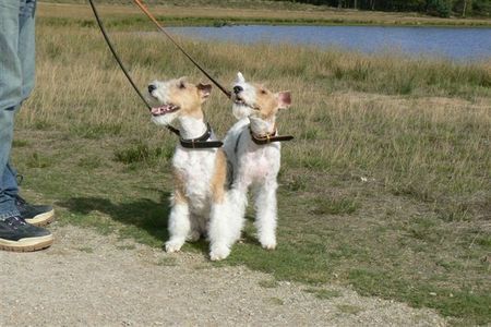 Foxterrier Drahthaar Die schonen natur zusammen belieben !