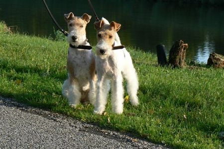 Foxterrier Drahthaar Das sind wir zusammen ! Timmie und Daisy !