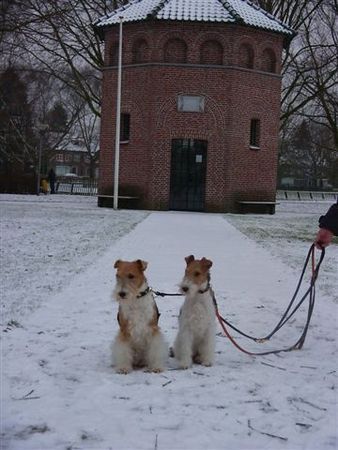 Foxterrier Drahthaar Mutter und Tochter fur die kleine kapelle im schnee !