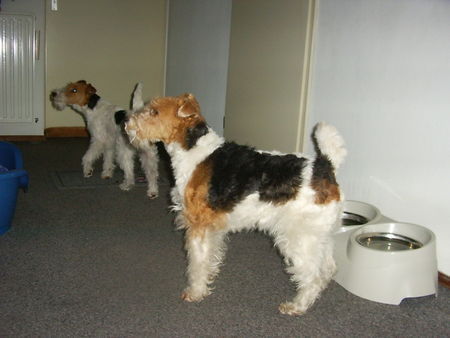 Foxterrier Drahthaar Wir konnen sehr gut warten ob wir was bekommen.