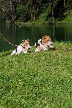 Foxterrier Drahthaar Mutter und Tochter !