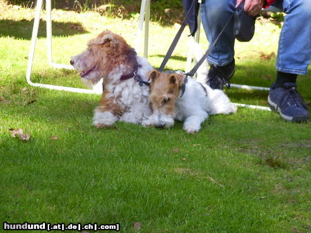 Foxterrier Drahthaar Timmie und Daisy  Mutter und Tochter