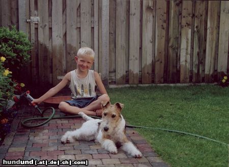 Foxterrier Drahthaar wir beiden zusammen