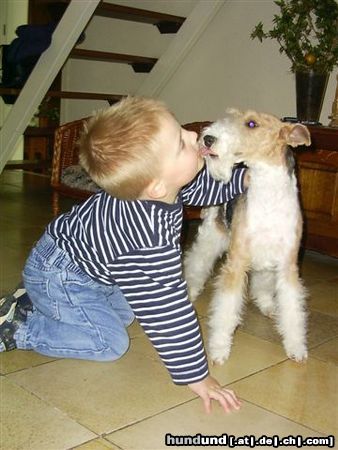 Foxterrier Drahthaar Kinder hab ich sehr gerne