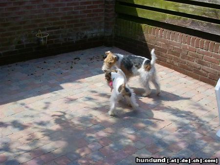 Foxterrier Drahthaar spielen das kunnen wir sehr gut zusammen