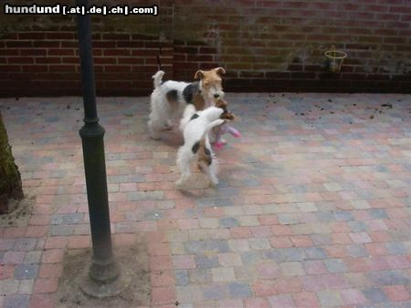 Foxterrier Drahthaar wir sind mutter und sohn.