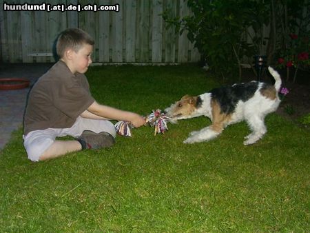 Foxterrier Drahthaar zusammen spielen daB find ich sehr schon