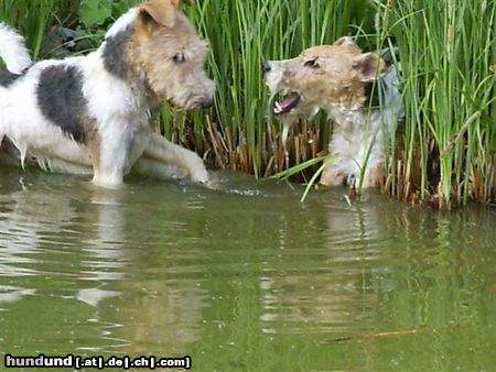 Foxterrier Drahthaar Wir beiden spielen mit wasser sehr gerne.  TIMMIE EN SNORKEL .