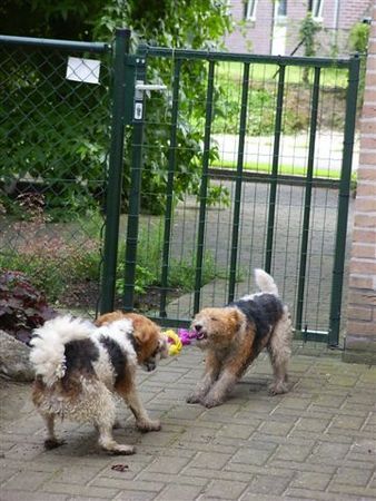 Foxterrier Drahthaar zusammen spielen tun wir sehr gerne !