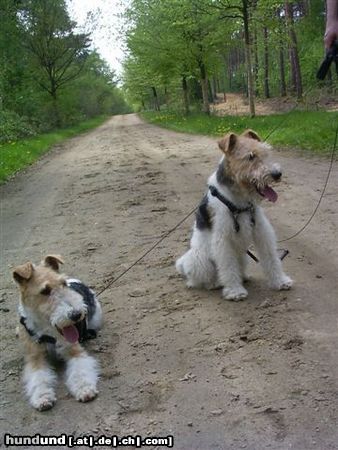 Foxterrier Drahthaar wir beiden sind mude von eine spaziergang durch den wald und mochte nicht mehr weiter gehen ! Timmie en Snorkel.