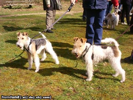 Foxterrier Drahthaar wir beiden finden es schon um so zu schauen auf diese welt