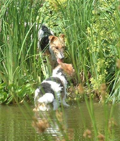 Foxterrier Drahthaar In diese garten sind wir beiden sehr gerne.