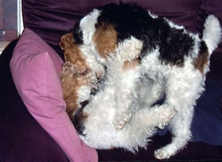 Foxterrier Drahthaar Die beste freunde spielen zusammen