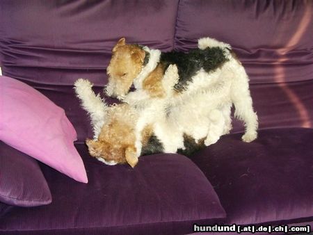 Foxterrier Drahthaar wir lieben es zusammen spielen 