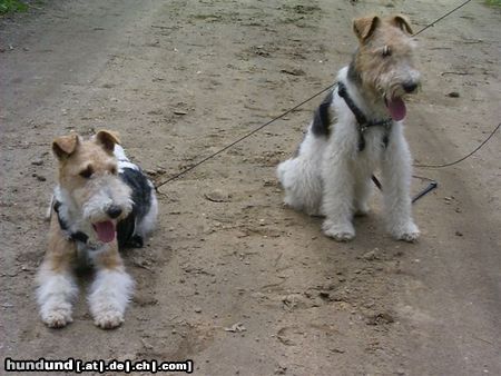 Foxterrier Drahthaar wir sind freunde fur das ganze leben !