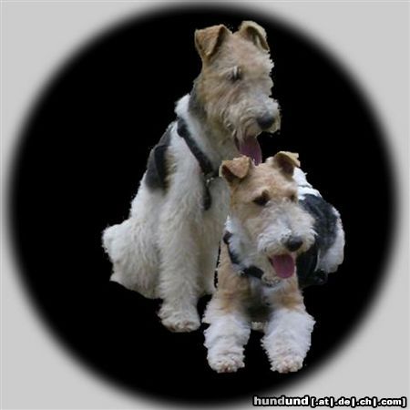 Foxterrier Drahthaar wir zwei sind die beste freunde zusammen