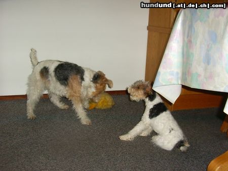 Foxterrier Drahthaar Meine Mutter Timmie mit ihren Tochter Tessa !