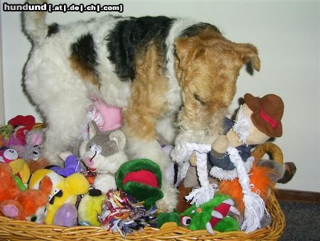 Foxterrier Drahthaar mein eigenes spielzeug