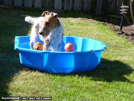 Foxterrier Drahthaar Es war eine sehr warme sommertag !