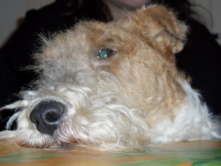 Foxterrier Drahthaar Ich geniebe !