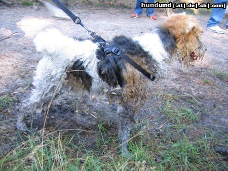 Foxterrier Drahthaar Bin ich nicht eine sehr schone foxterrier