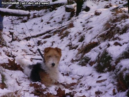 Foxterrier Drahthaar Ich finde diese schnee sehr schon aber kalt 