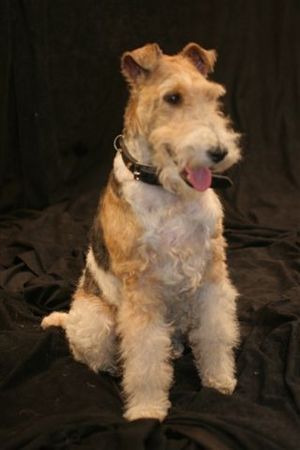 Foxterrier Drahthaar Timmie in Belgien