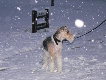 Foxterrier Drahthaar Timmie im schnee