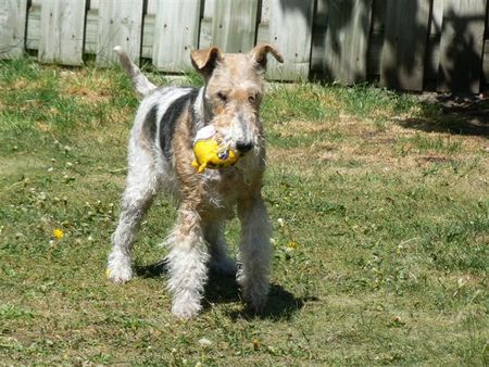 Foxterrier Drahthaar Timmie im garten