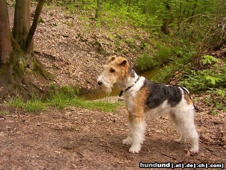 Foxterrier Drahthaar Ein schones stuck natur das finde ich das ende