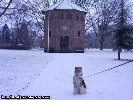 Foxterrier Drahthaar es is kalt in diese schnee aber auch sehr schon