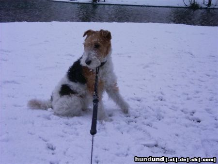 Foxterrier Drahthaar spielen im schnee is das schonte was es gibt !