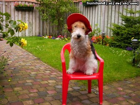 Foxterrier Drahthaar In diese schonen  garten fuhle ich mich sehr wohl