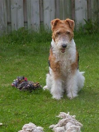 Foxterrier Drahthaar Der sehr schone Timmie im garten kan er sehr gut warten !