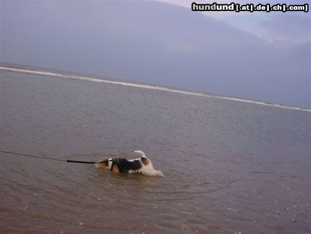 Foxterrier Drahthaar Sehr fiel wasser um sich ab zu kuhlen !