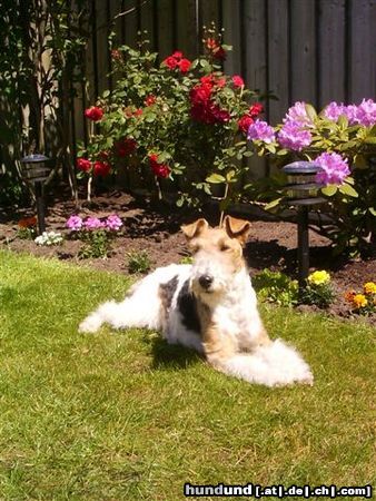 Foxterrier Drahthaar Rote Rosen und schone blumen in diese garten da fuhle ich mich immer sehr wohl