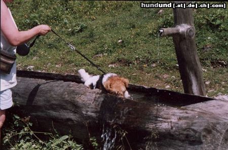 Foxterrier Drahthaar auch im schones Osterreich ist es sehr schon im wasser zu spielen !