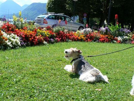 Foxterrier Drahthaar Ich fur diese sehr schone bloemen im park