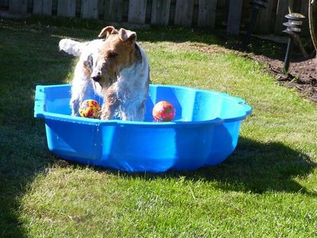 Foxterrier Drahthaar Das ist mein eigenes zwimmbad HERLLICH!  Timmie