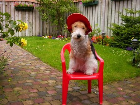 Foxterrier Drahthaar Meine eigene stuhl im schone garten !