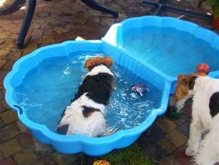 Foxterrier Drahthaar Das ist eine herliche abkuhlung mit das heiBe Wetter !