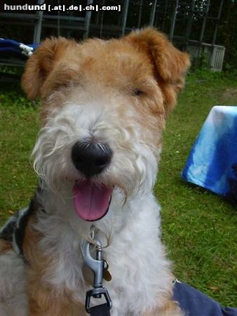 Foxterrier Drahthaar Ich kan alles so gut  anschauwen und warten  bis ich was bekomme !