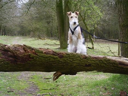 Foxterrier Drahthaar Die schone natur anschauen ist sehr schon