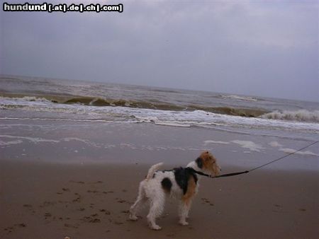 Foxterrier Drahthaar so viel wasser das ist schon und ich fuhle mich ganz wol hier