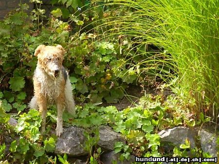 Foxterrier Drahthaar Ich bin abgekuhlt