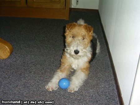 Foxterrier Drahthaar Mit den bal spielen finde ich das  allerschonste 